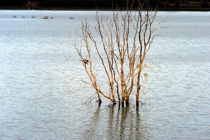 Biviere di Lentini 23.1.2011 (49).jpg